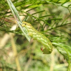 Capusa senilis (Black-banded Wedge-moth) at Lions Youth Haven - Westwood Farm - 30 Dec 2023 by HelenCross