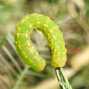 Capusa senilis at Lions Youth Haven - Westwood Farm A.C.T. - 30 Dec 2023