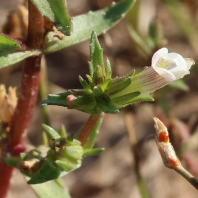 Gratiola pumilo (A Brooklime) at Table Top Reserve - 30 Dec 2023 by KylieWaldon