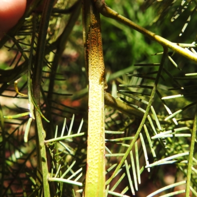 Acizzia acaciaedecurrentis (Early Green Wattle Psyllid) at Lions Youth Haven - Westwood Farm - 30 Dec 2023 by HelenCross