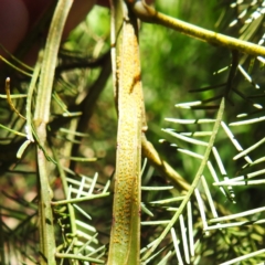 Acizzia acaciaedecurrentis at Lions Youth Haven - Westwood Farm A.C.T. - 30 Dec 2023 02:58 PM
