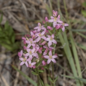 Centaurium erythraea at The Pinnacle - 28 Dec 2023 10:48 AM