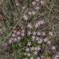 Centaurium erythraea at The Pinnacle - 28 Dec 2023 10:48 AM