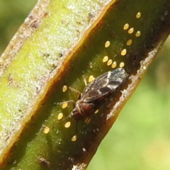 Acizzia acaciaedecurrentis (Early Green Wattle Psyllid) at Kambah, ACT - 30 Dec 2023 by HelenCross