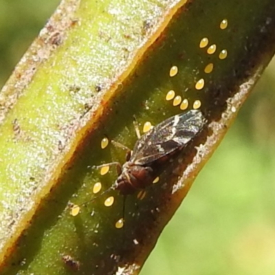Acizzia acaciaedecurrentis (Early Green Wattle Psyllid) at Lions Youth Haven - Westwood Farm - 30 Dec 2023 by HelenCross