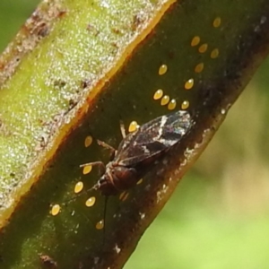 Acizzia acaciaedecurrentis at Lions Youth Haven - Westwood Farm A.C.T. - 30 Dec 2023