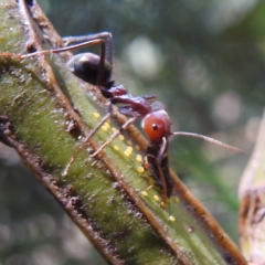 Acizzia acaciaedecurrentis at Lions Youth Haven - Westwood Farm A.C.T. - 30 Dec 2023