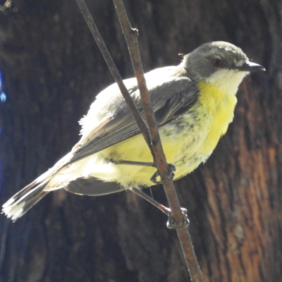 Gerygone olivacea (White-throated Gerygone) at Lions Youth Haven - Westwood Farm - 30 Dec 2023 by HelenCross