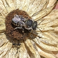 Megachile (Eutricharaea) sp. (genus & subgenus) (Leaf-cutter Bee) at Sydney, NSW - 4 Dec 2023 by Paperbark native bees