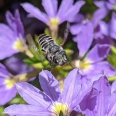 Megachile (Eutricharaea) sp. (genus & subgenus) at Sydney, NSW - 4 Dec 2023 12:55 PM