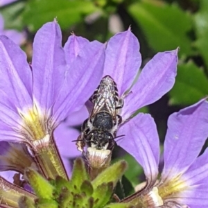 Megachile (Eutricharaea) sp. (genus & subgenus) at Sydney, NSW - 4 Dec 2023