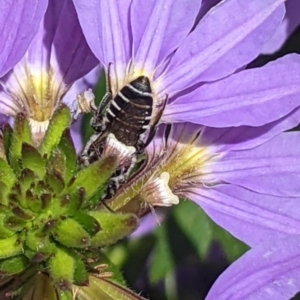 Megachile (Eutricharaea) sp. (genus & subgenus) at Sydney, NSW - 4 Dec 2023 12:55 PM