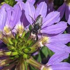 Megachile (Eutricharaea) sp. (genus & subgenus) at Sydney, NSW - 4 Dec 2023 12:55 PM