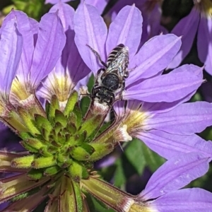 Megachile (Eutricharaea) sp. (genus & subgenus) at Sydney, NSW - 4 Dec 2023