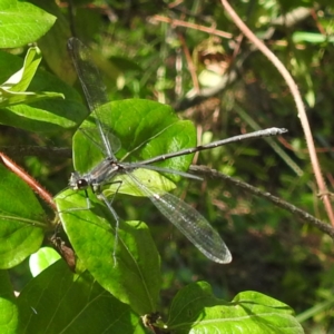 Austroargiolestes icteromelas at Lions Youth Haven - Westwood Farm A.C.T. - 30 Dec 2023 03:43 PM