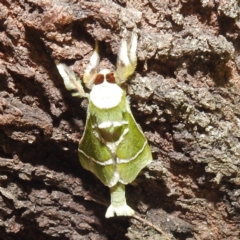 Aenetus ligniveren (Common Splendid Ghost Moth) at Lions Youth Haven - Westwood Farm A.C.T. - 30 Dec 2023 by HelenCross