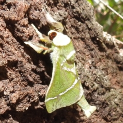 Aenetus ligniveren at Lions Youth Haven - Westwood Farm A.C.T. - 30 Dec 2023 03:50 PM