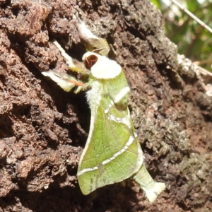 Aenetus ligniveren at Lions Youth Haven - Westwood Farm A.C.T. - 30 Dec 2023