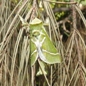 Aenetus ligniveren at Lions Youth Haven - Westwood Farm A.C.T. - 30 Dec 2023