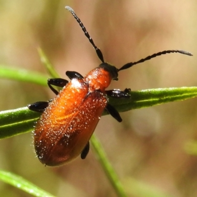 Ecnolagria grandis (Honeybrown beetle) at Uriarra Village, ACT - 30 Dec 2023 by JohnBundock