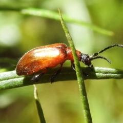 Ecnolagria grandis at Namadgi National Park - 30 Dec 2023