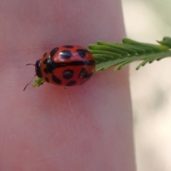 Peltoschema oceanica (Oceanica leaf beetle) at Murrumbateman, NSW - 23 Dec 2023 by SimoneC