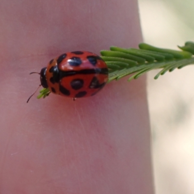 Peltoschema oceanica (Oceanica leaf beetle) at Murrumbateman, NSW - 23 Dec 2023 by SimoneC