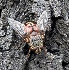 Rutilia (Rutilia) setosa (A bristle fly) at Ainslie, ACT - 29 Dec 2023 by Pirom