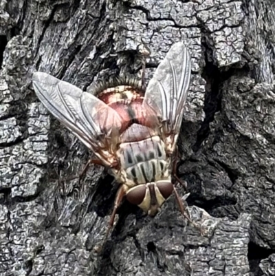 Rutilia (Rutilia) setosa (A bristle fly) at Mount Ainslie - 29 Dec 2023 by Pirom