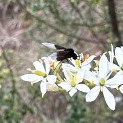 Geron nigralis (Slender bee fly) at Mount Ainslie - 29 Dec 2023 by Pirom