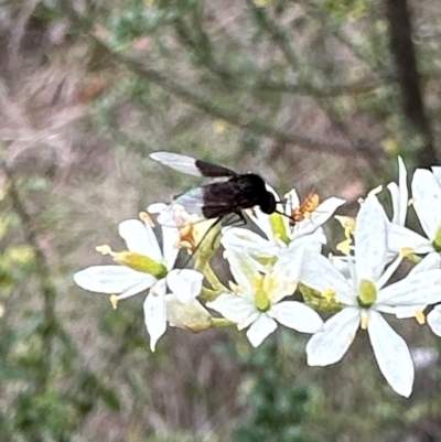 Geron nigralis (Slender bee fly) at Ainslie, ACT - 29 Dec 2023 by Pirom