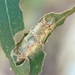 Hypertrophidae sp. (family) at Nicholls, ACT - 30 Dec 2023