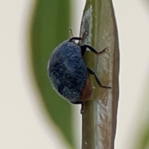 Coccinellidae (family) at Nicholls, ACT - 30 Dec 2023 06:52 PM