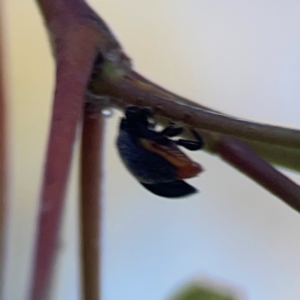 Coccinellidae (family) at Nicholls, ACT - 30 Dec 2023