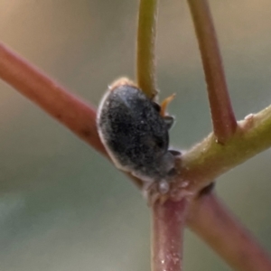 Coccinellidae (family) at Nicholls, ACT - 30 Dec 2023