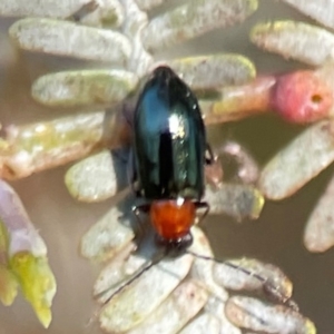 Adoxia benallae at Nicholls, ACT - 30 Dec 2023