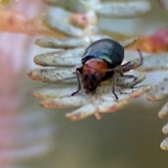 Adoxia benallae at Nicholls, ACT - 30 Dec 2023