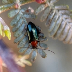 Adoxia benallae at Nicholls, ACT - 30 Dec 2023