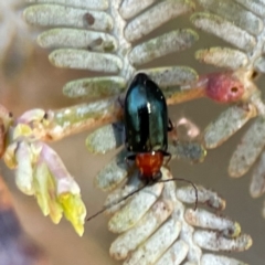 Adoxia benallae at Nicholls, ACT - 30 Dec 2023