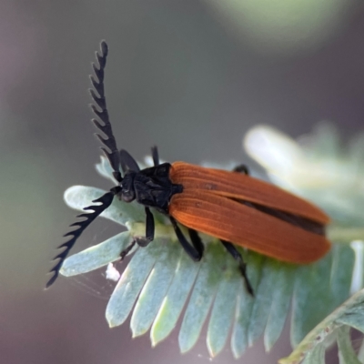 Porrostoma rhipidium (Long-nosed Lycid (Net-winged) beetle) at Nicholls, ACT - 30 Dec 2023 by Hejor1