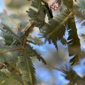 Monophlebulus sp. (genus) at Nicholls, ACT - 30 Dec 2023