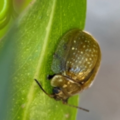 Paropsisterna cloelia (Eucalyptus variegated beetle) at Nicholls, ACT - 30 Dec 2023 by Hejor1