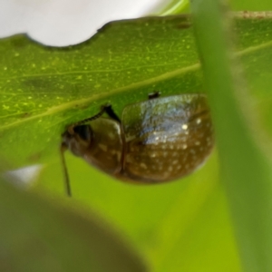 Paropsisterna cloelia at Nicholls, ACT - 30 Dec 2023