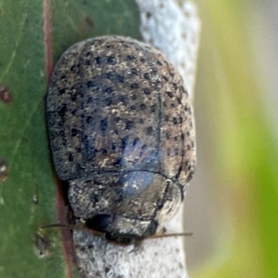 Trachymela sp. (genus) (Brown button beetle) at Nicholls, ACT - 30 Dec 2023 by Hejor1