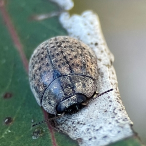 Trachymela sp. (genus) at Nicholls, ACT - 30 Dec 2023