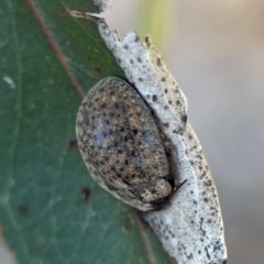 Trachymela sp. (genus) at Nicholls, ACT - 30 Dec 2023