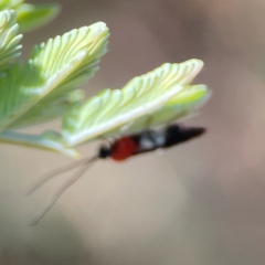 Pycnobraconoides sp. (genus) at Nicholls, ACT - 30 Dec 2023