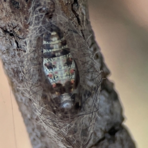 Anestia (genus) at Nicholls, ACT - 30 Dec 2023