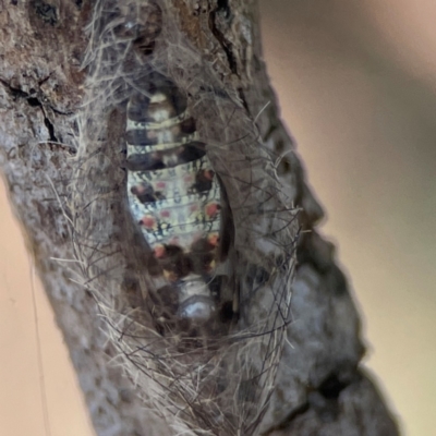 Anestia (genus) (A tiger moth) at Nicholls, ACT - 30 Dec 2023 by Hejor1