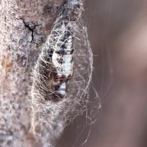 Anestia (genus) at Nicholls, ACT - 30 Dec 2023